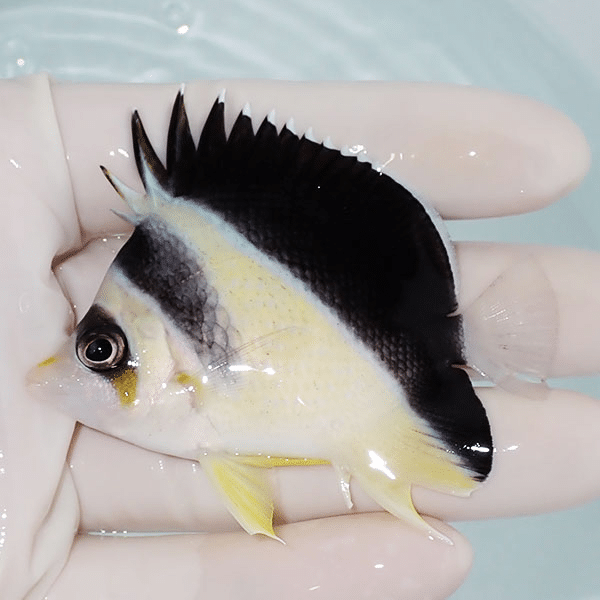【現物1】バーゲスバタフライ 7cm±