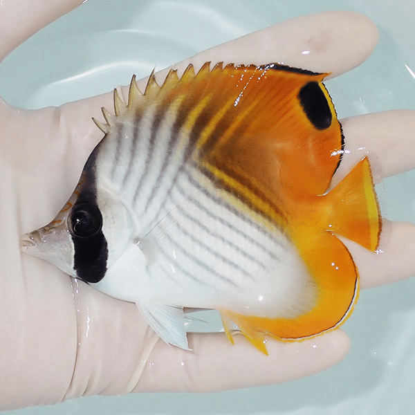 【現物】トゲチョウ 11cm±