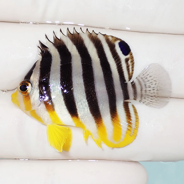 【現物2】シマヤッコ 4.5cm±