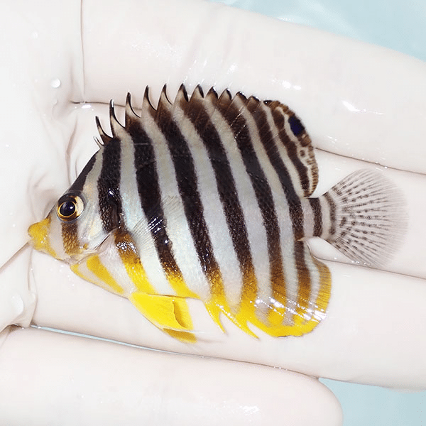【現物3】シマヤッコ 6cm±