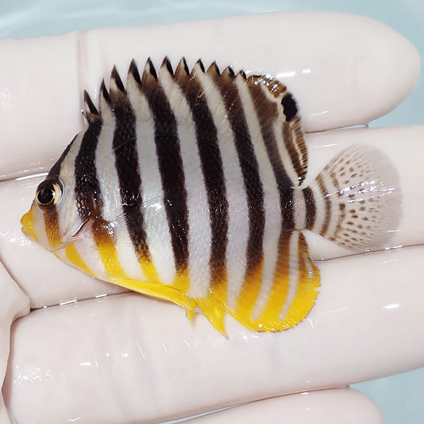 【現物4】シマヤッコ 5.5cm±