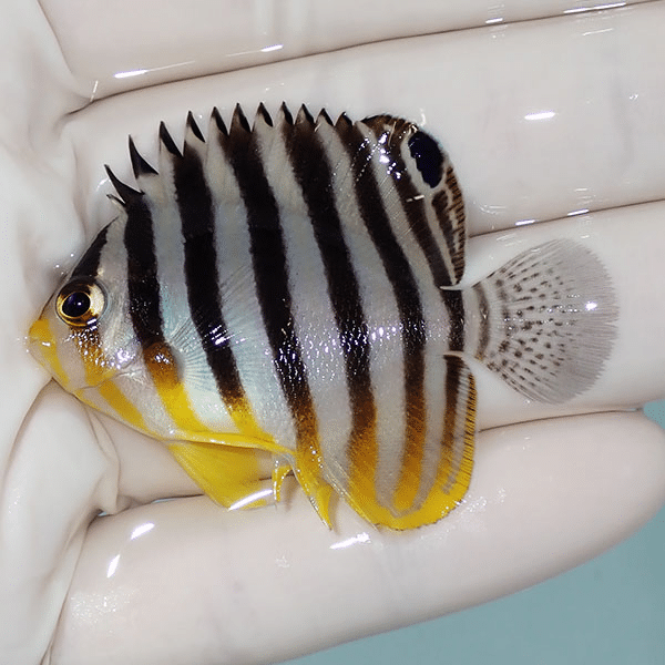 【現物5】シマヤッコ 5cm±
