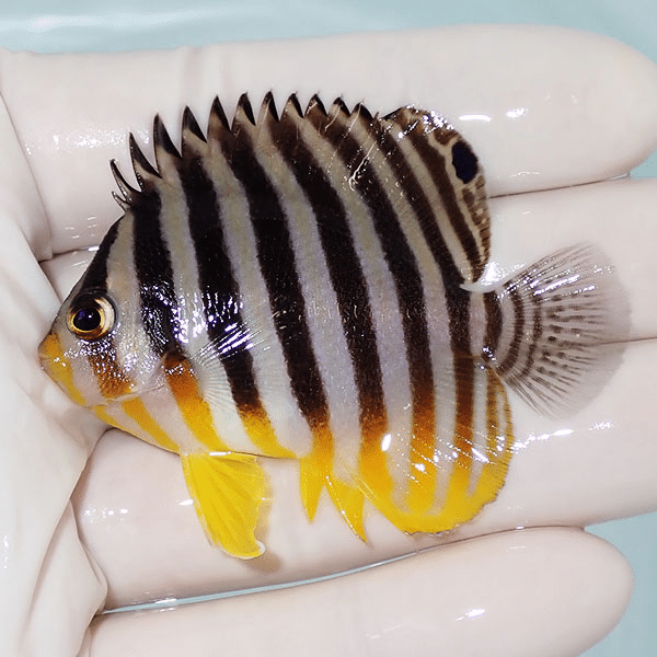 【現物6】シマヤッコ 6cm±