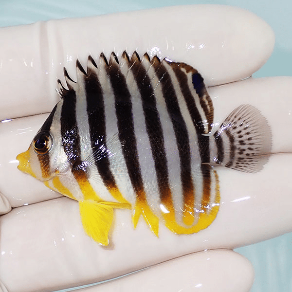 【現物7】シマヤッコ 5cm±