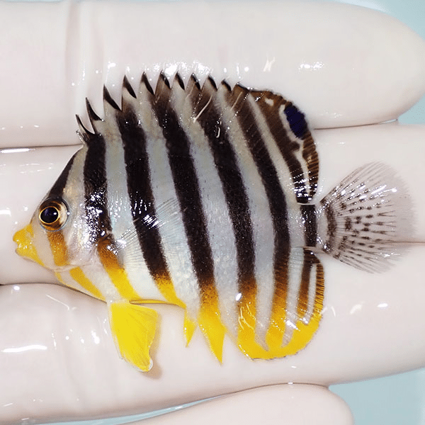 【現物8】シマヤッコ 5cm±