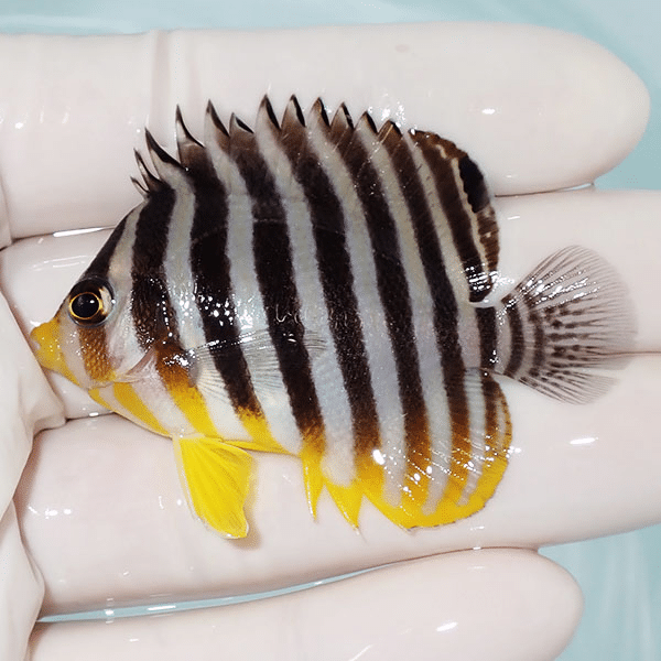 【現物9】シマヤッコ 6cm±
