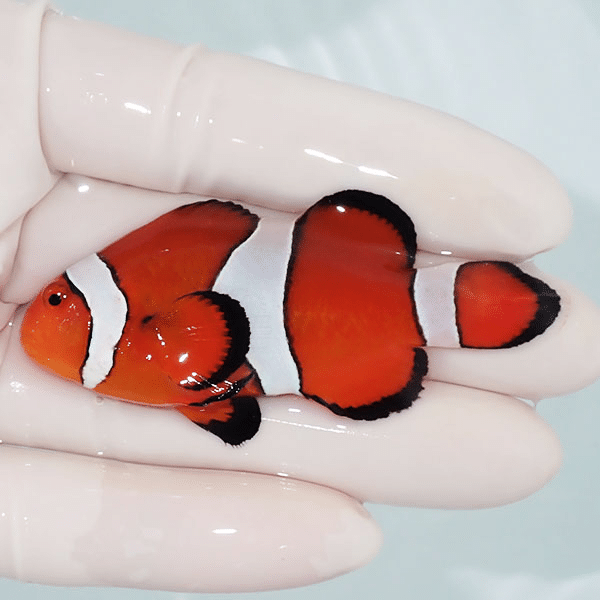 【現物1】カクレクマノミbig 7cm±