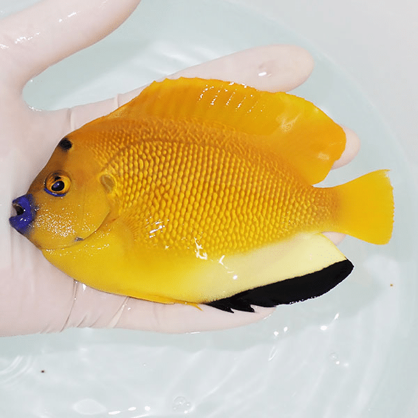 【現物1】シテンヤッコ 14cm±