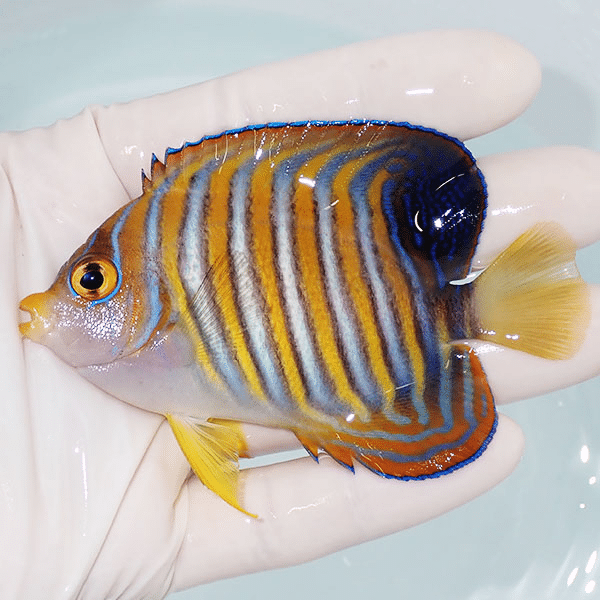 【現物1】ニシキヤッコ 9cm±