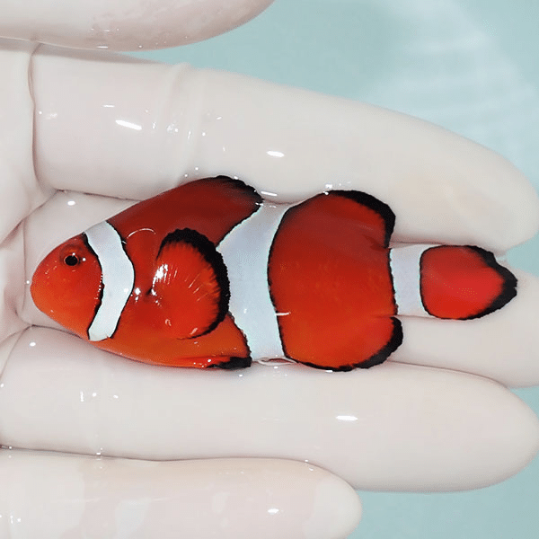 【現物2】カクレクマノミbig 6.5cm±
