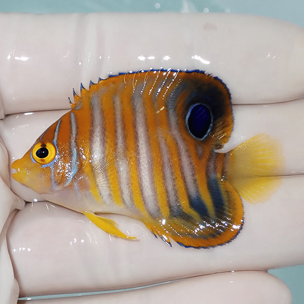 【現物2】ニシキヤッコ 5cm±