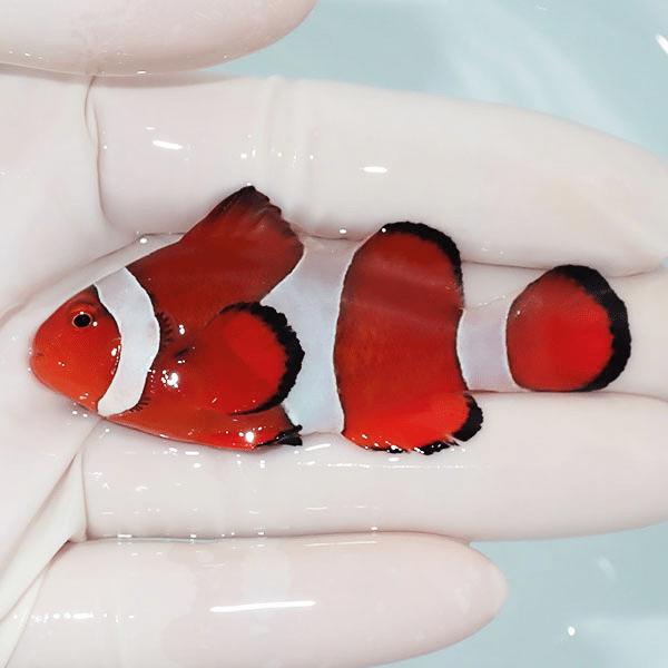 【現物3】カクレクマノミbig 7cm±