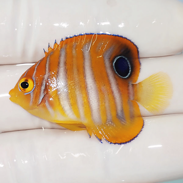 【現物3】ニシキヤッコ 4cm±