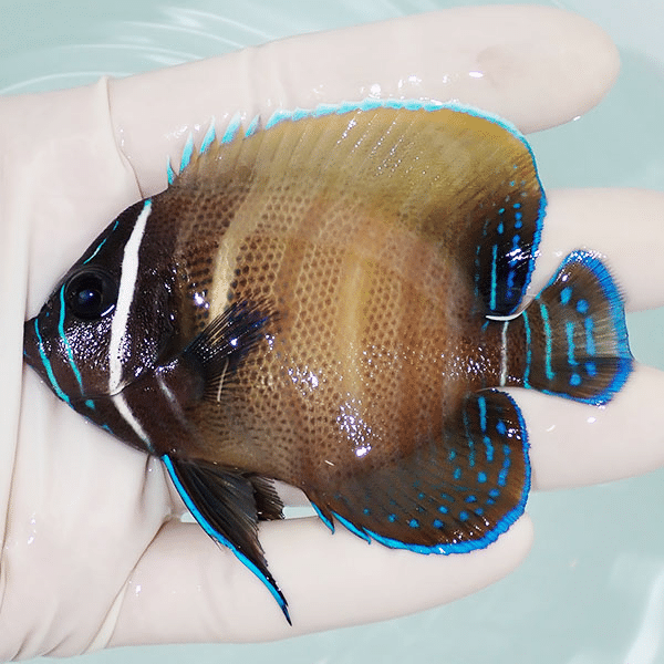【現物1】ロクセンヤッコ 8.5cm±