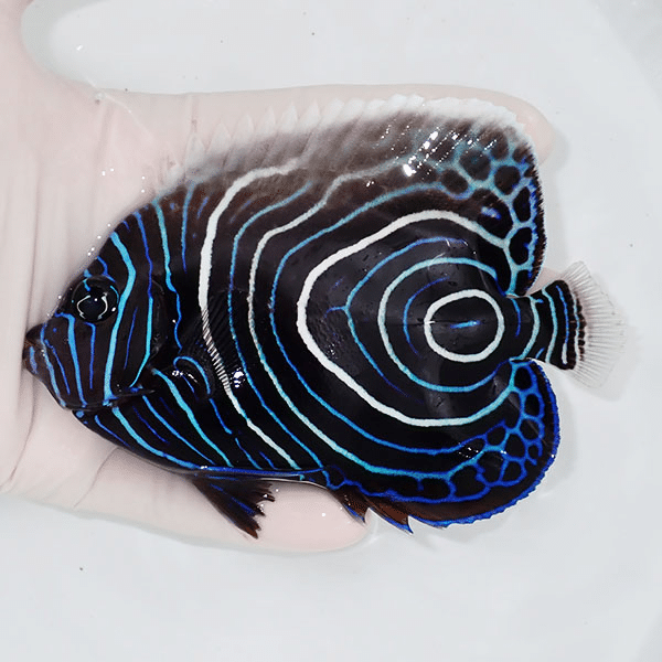 【現物】ウズマキ 12cm±
