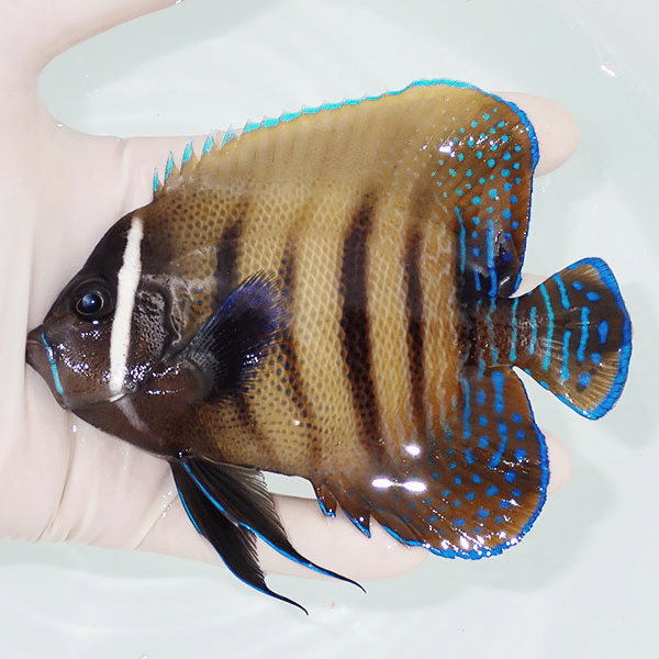 【現物2】ロクセンヤッコ 12cm±