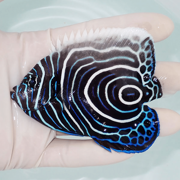 【現物】ウズマキ 10cm±