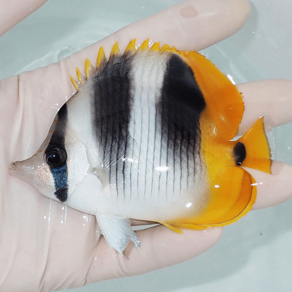 【現物1】スダレチョウ 10cm±
