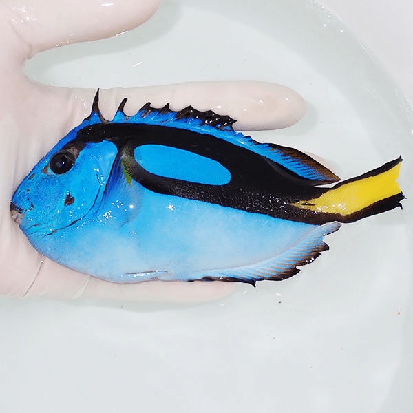 【現物1】B品 ナンヨウハギ 15cm±