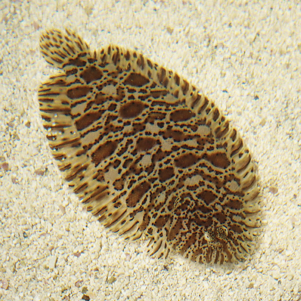 ガラスウシノシタ 9-12cm±
