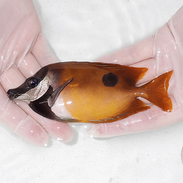 【現物1】ヒフキアイゴ 14cm±