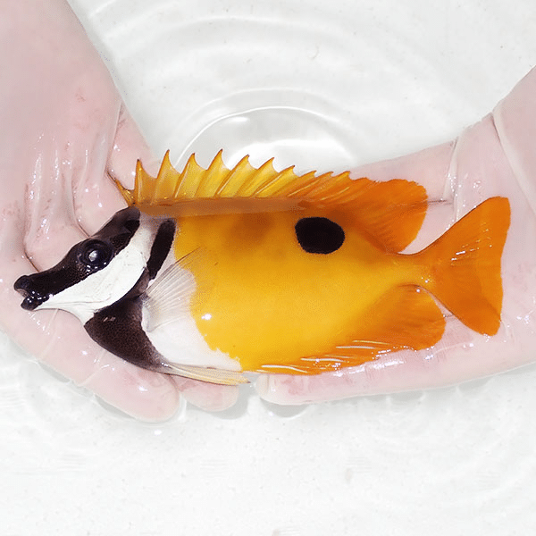 【現物2】ヒフキアイゴ 16cm±