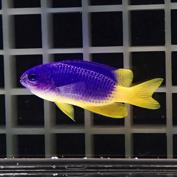 イエローベリーダムセル 4cm±