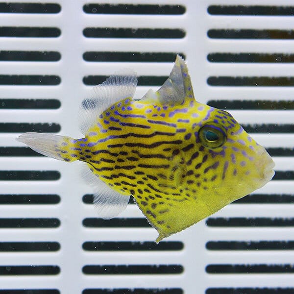 イソモンガラ 4cm±海水魚 ハギ15時までのご注文で当日発送【モンガラ】(t119