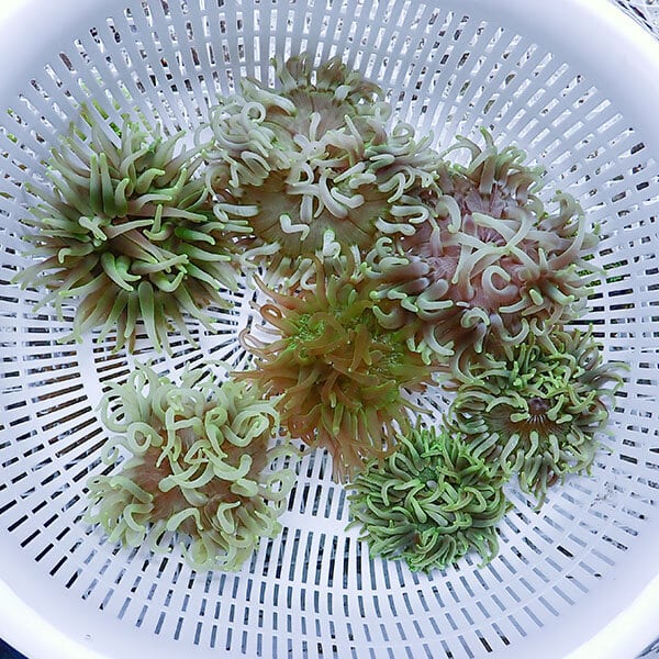【サンプル】ロングテンタクルアネモネ 10-15cm±開き方で幅あり