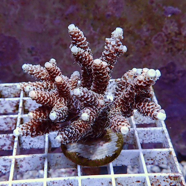 Branching coral mounted on a plug, with brown branches and white polyp tips, sitting on a white grid rack.