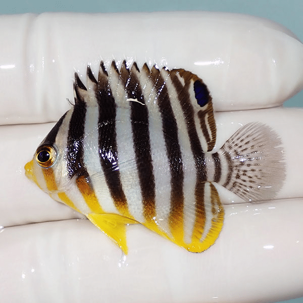 【現物10】シマヤッコ 4.5cm±