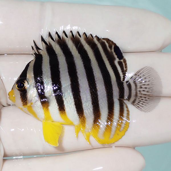【現物11】シマヤッコ 5.5cm±