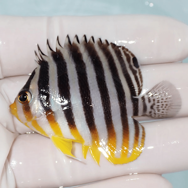 【現物11】シマヤッコ 5.5cm±