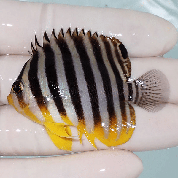 【現物12】シマヤッコ 5.5cm±