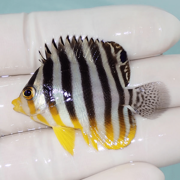 【現物12】シマヤッコ 5cm±