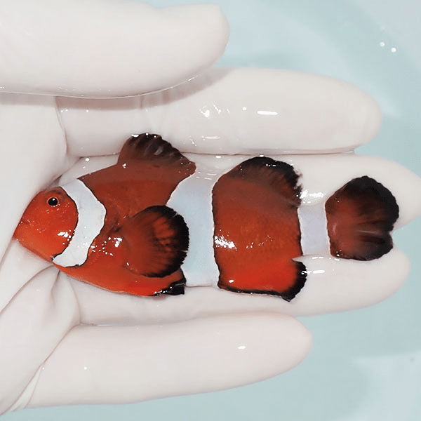 【現物12】カクレクマノミbig 8cm±