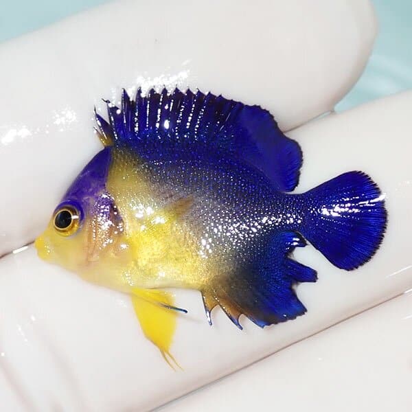 【現物12】ヒレかけ有 スミレヤッコ 3cm±