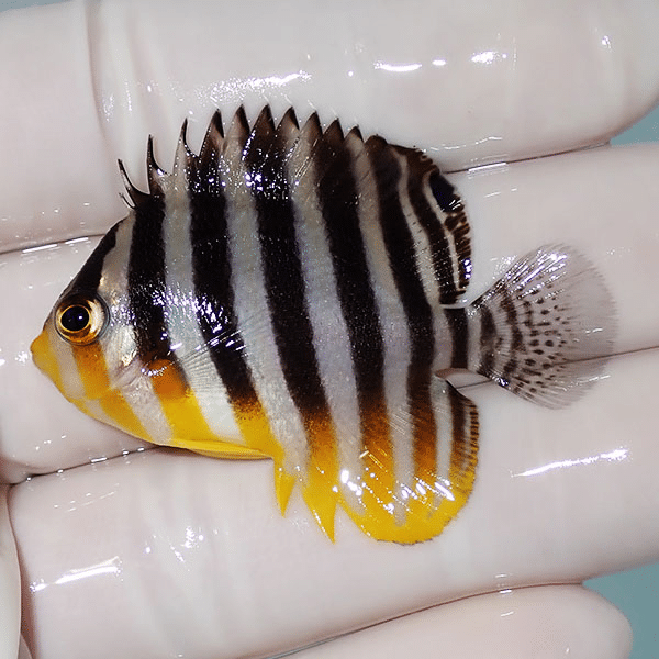 【現物13】シマヤッコ 4.5cm±