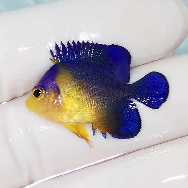 【現物13】スミレヤッコ 3cm±
