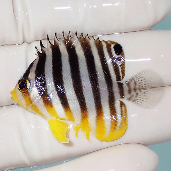【現物14】シマヤッコ 4.5cm±