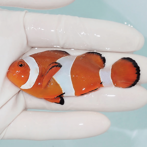 【現物14】カクレクマノミbig 7.5cm±