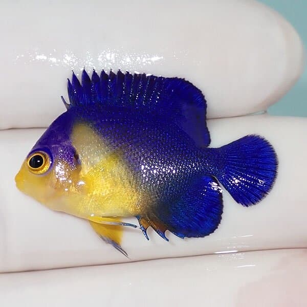 【現物14】スミレヤッコ 3.2cm±