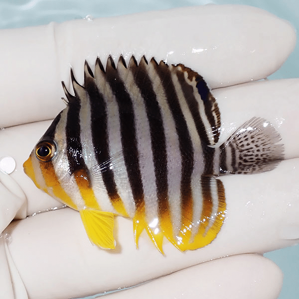【現物15】シマヤッコ 5.3cm±
