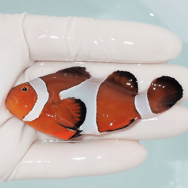 【現物15】カクレクマノミbig 8cm±