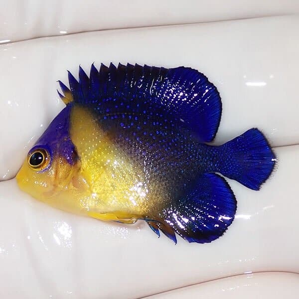 【現物15】スミレヤッコ 3.5cm±