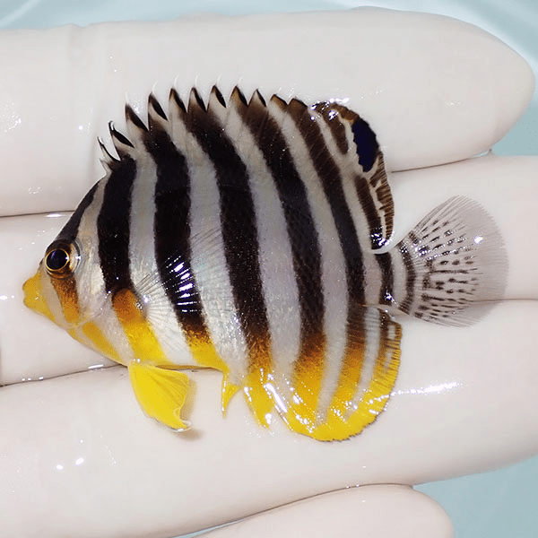 【現物16】シマヤッコ 5cm±