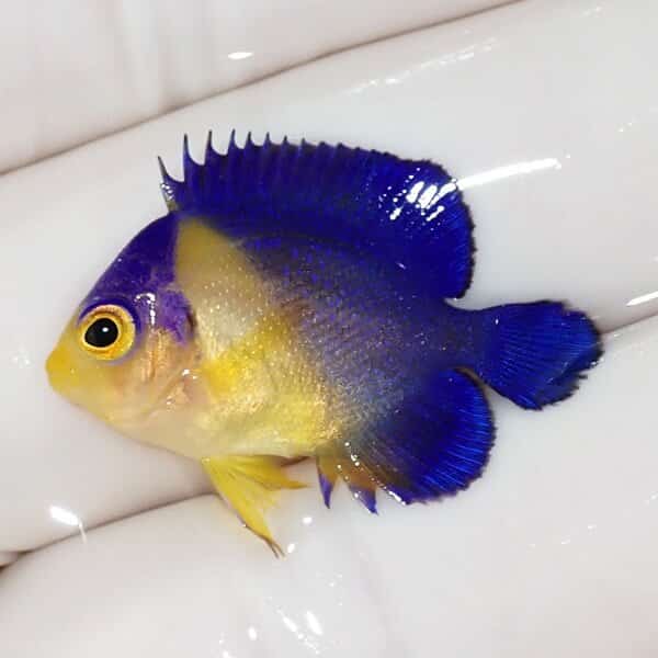 【現物16】スミレヤッコ 2.7cm±