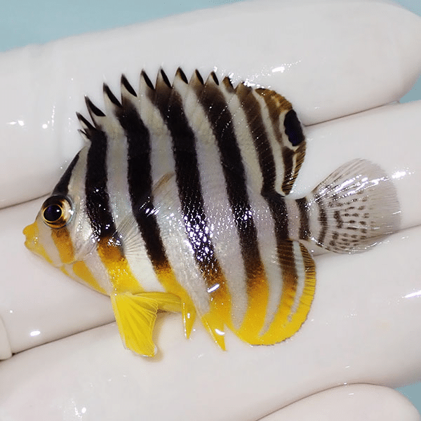 【現物17】シマヤッコ 4.5cm±