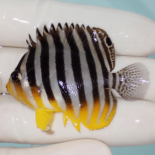 【現物18】シマヤッコ 5cm±