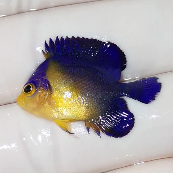 【現物18】スミレヤッコ 3cm±